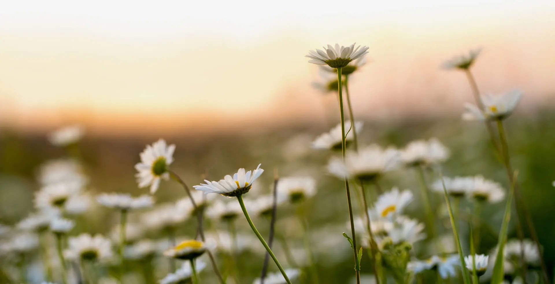 Daisies in a field background image